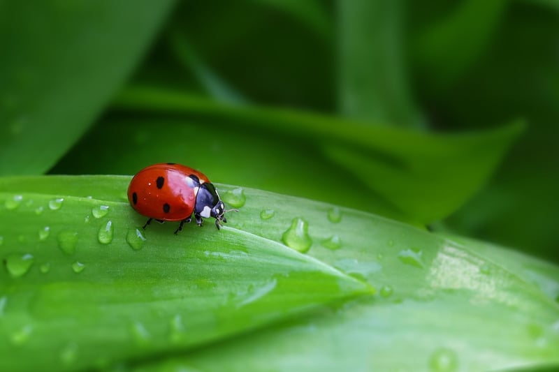 Ladybug Insect